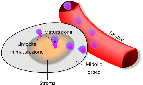 Linfocita B - Immunologia